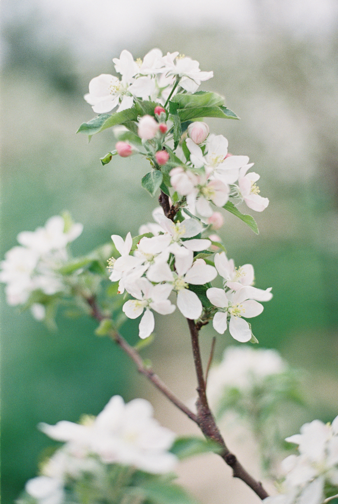 Apple blossoms on film